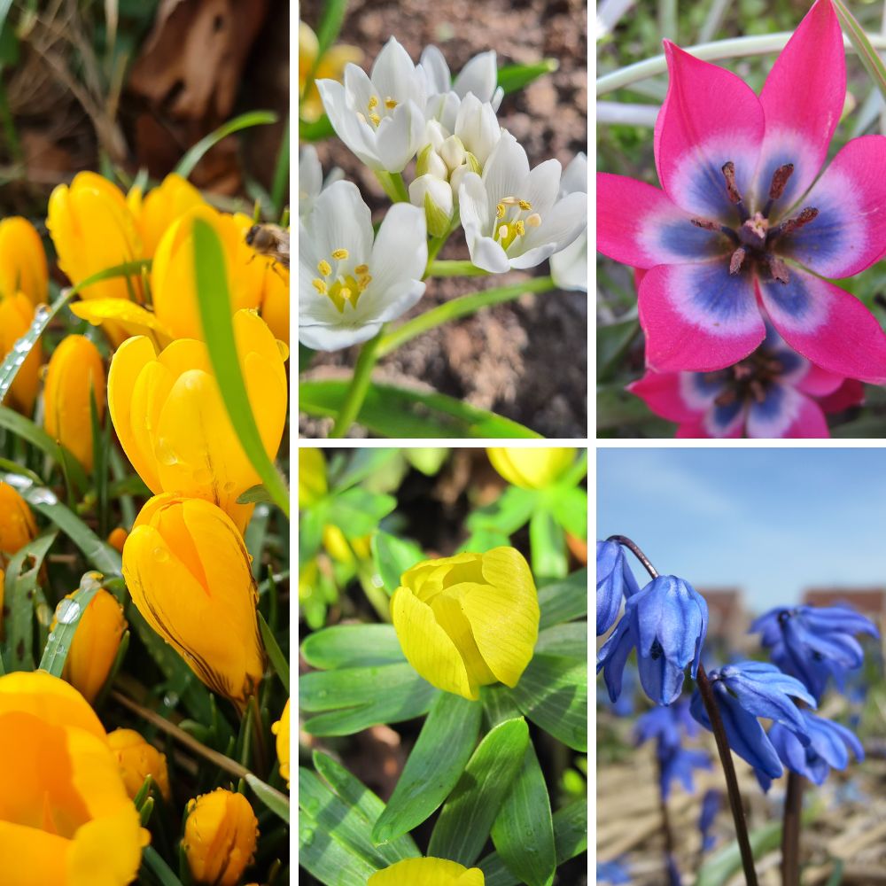 BIO Blumenzwiebel-Set 'Wilder Frühling' mit Krokus Gelber Riese, Milchstern, Wildtulpe Little Beauty, Winterling und Scilla siberica für einen naturnahen Frühlingsgarten.
