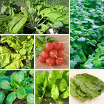 Saatgut-Set Gemüsebeet – Frisches Gemüse bis in den Winter mit Pak Choi, Mangold, Winterpostelein, Feldsalat, Schnittsalat, Radieschen und Kultursauerampfer für die Aussaat im August und September.