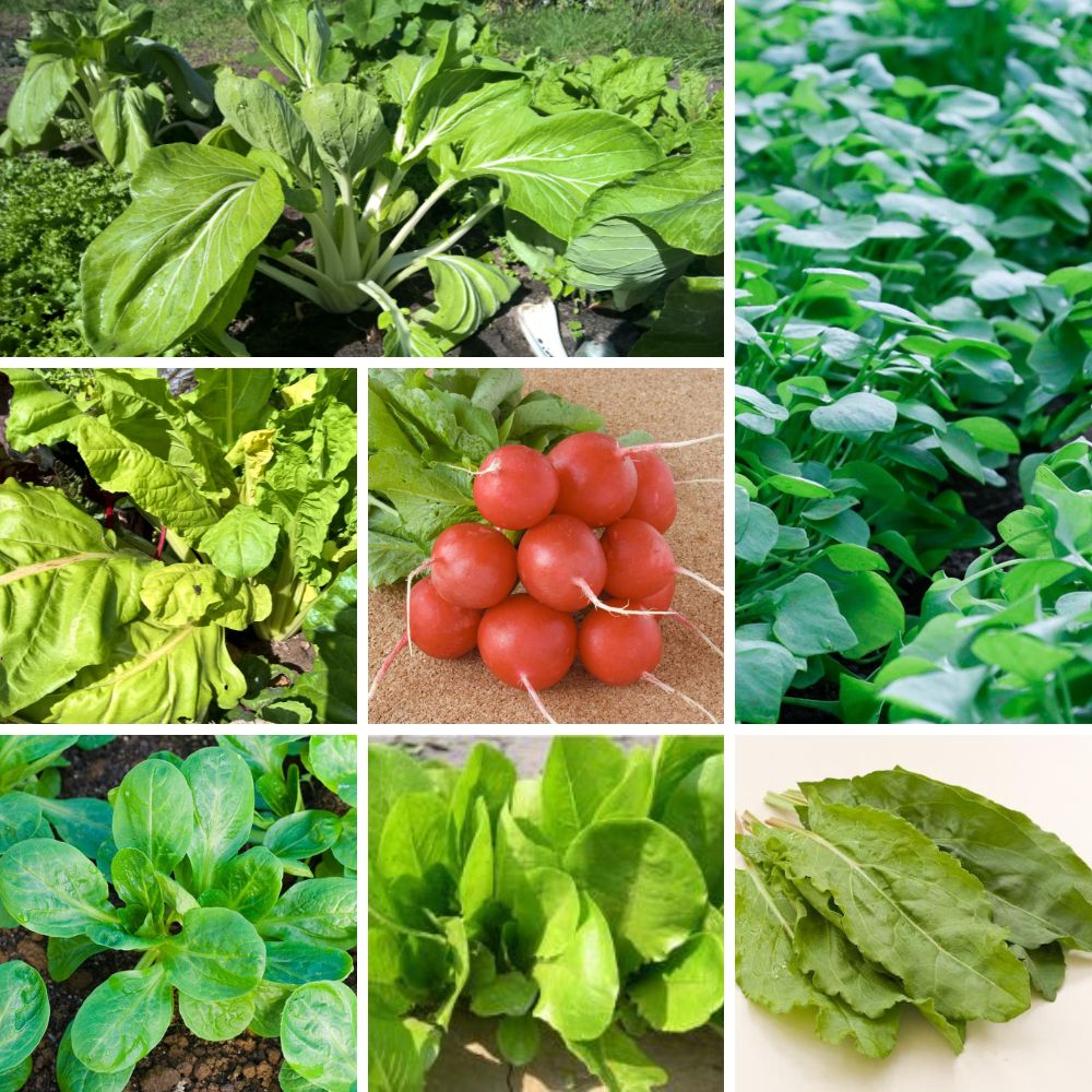 Saatgut-Set Gemüsebeet – Frisches Gemüse bis in den Winter mit Pak Choi, Mangold, Winterpostelein, Feldsalat, Schnittsalat, Radieschen und Kultursauerampfer für die Aussaat im August und September.