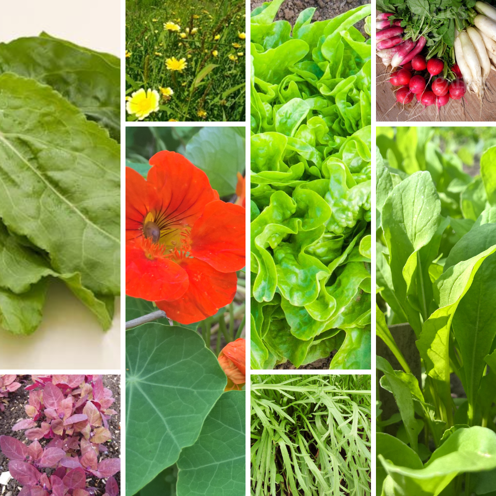 Saatgut-Set für ein abwechslungsreiches Salatbeet mit Salaten, Radieschen, Asiasalat, Gartenmelde und Kapuzinerkresse.