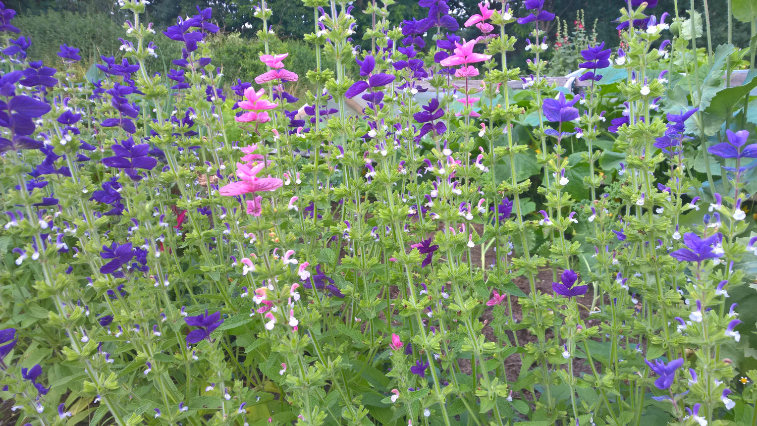 Schopfsalbei biogartenladen