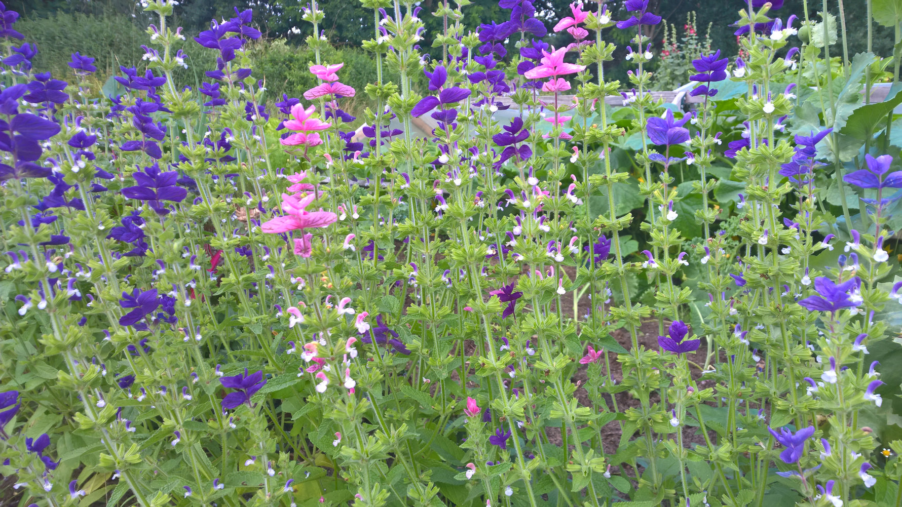 Schopfsalbei biogartenladen