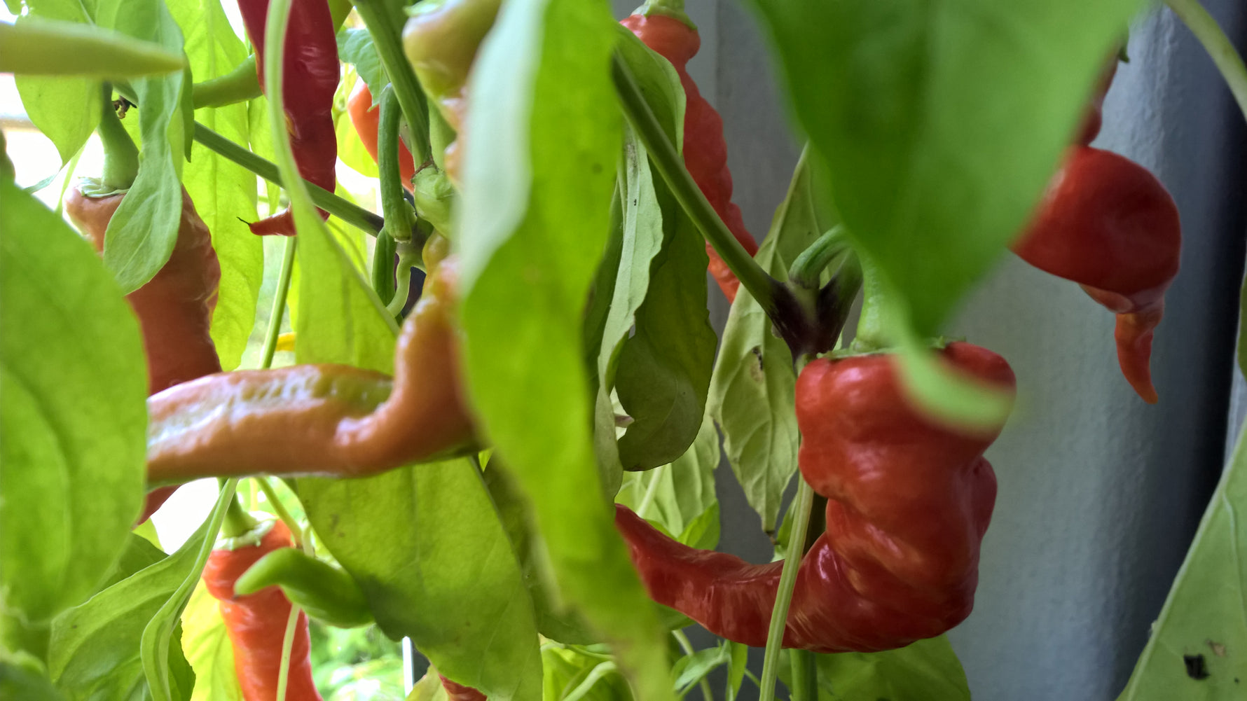 Pfefferoni Sigaretta mild biogartenladen