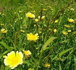 Chrysanthemum coronarium