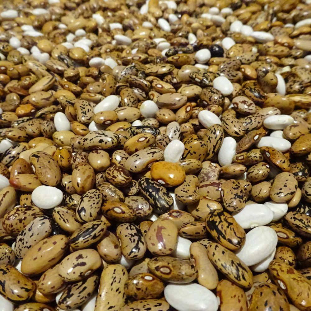 BIO Saatgut Stangenbohne Wunder von Alt-Rosenthal