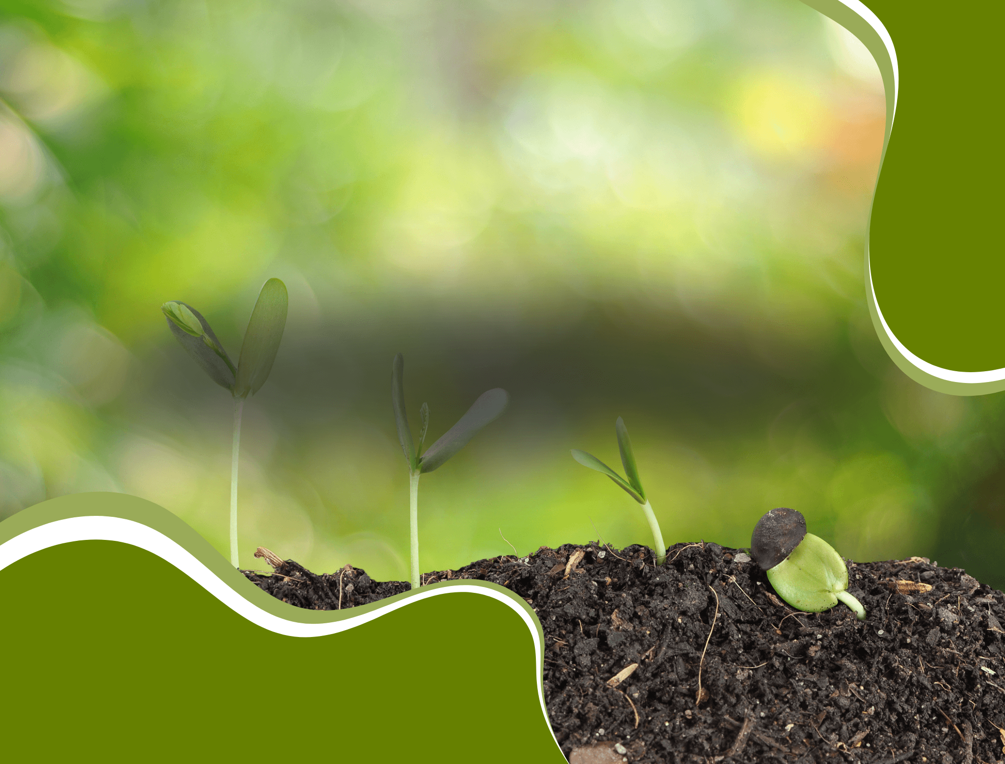 Biologisches Saatgut