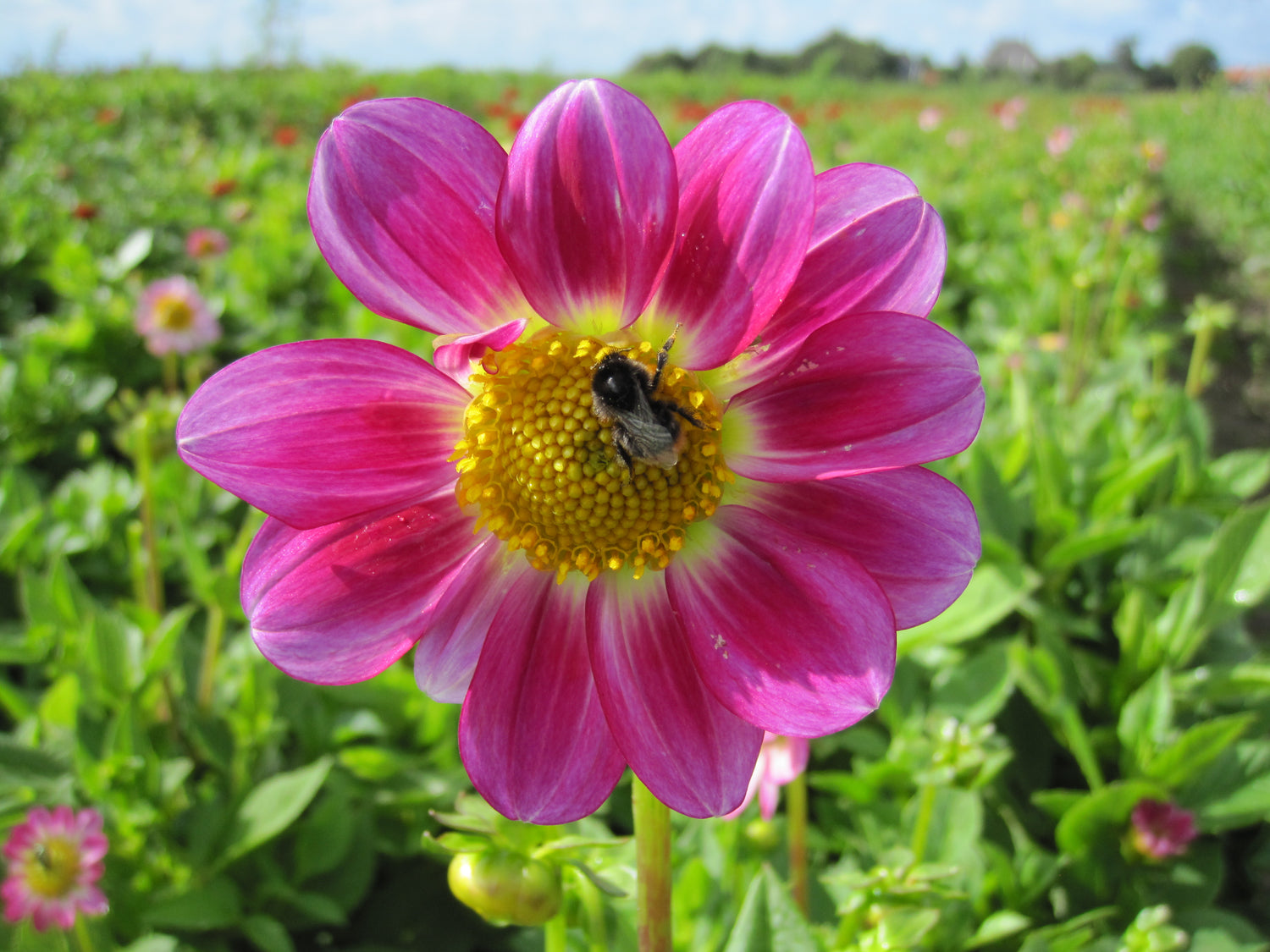 BIO Blumenzwiebeln Dahlie Sweetheart