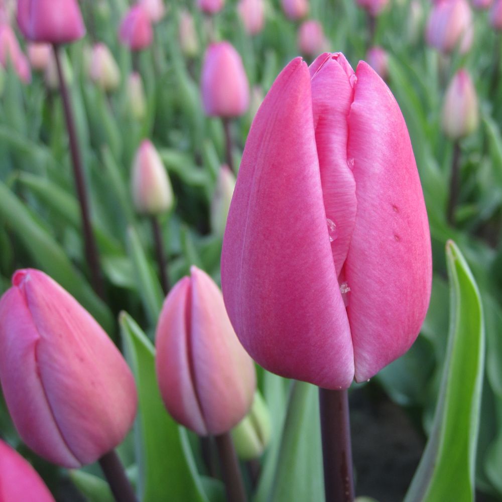 Zartrosa Blüten der Triumph-Tulpe „Tineke van der Meer“ im Frühlingsbeet – bienenfreundlich und aus ökologischem Anbau