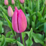Triumph-Tulpe „Tineke van der Meer“ – Bio-Blumenzwiebeln Größe 11/12 aus ökologischem Anbau, ideal für Hobbygärtner