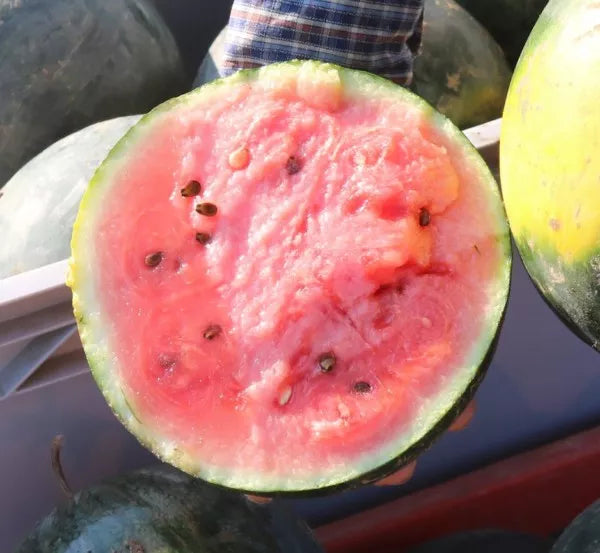 BIO Saatgut Wassermelone Blacktail Mountain – Biogartenladen