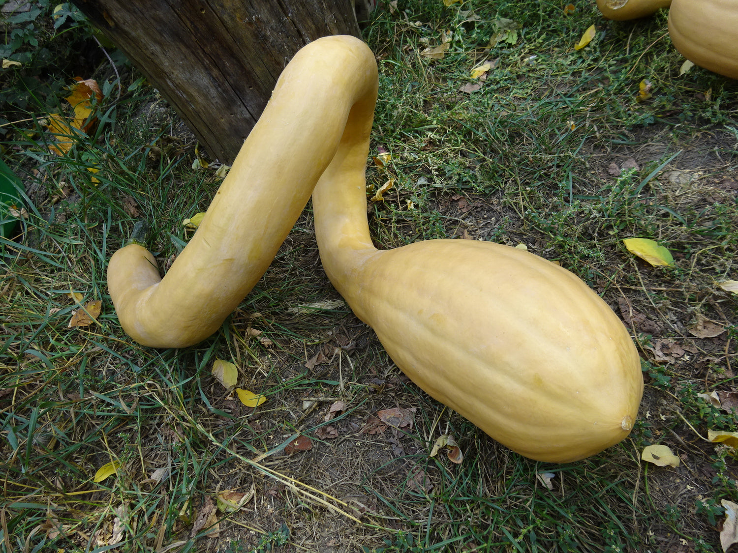 BIO Saatgut Moschuskürbis Trombetta Di Albenga