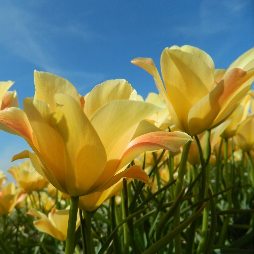 BIO Blumenzwiebeln Wildtulpe batalinii 'Bronze Charm’