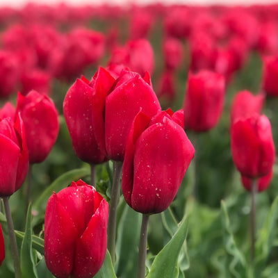 BIO Blumenzwiebeln Tulpe Strong Love 10 Stück