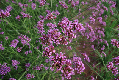 BIO Saatgut Hohes Eisenkraut (Verbena bonariensis)