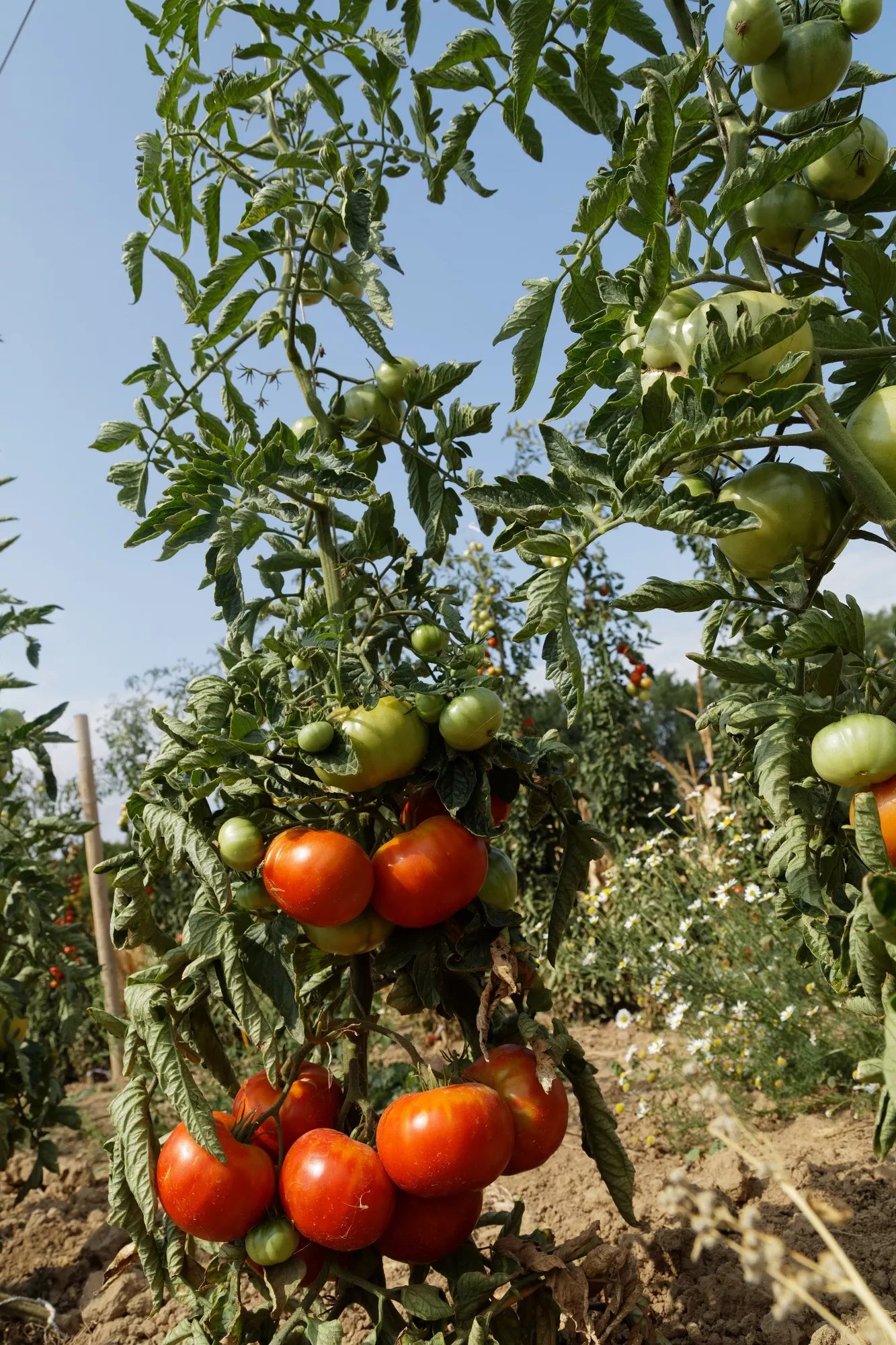 BIO Saatgut Freilandtomate Vivagrande open source – Biogartenladen