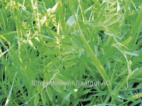 BIO Saatgut Gründüngung Wickroggen