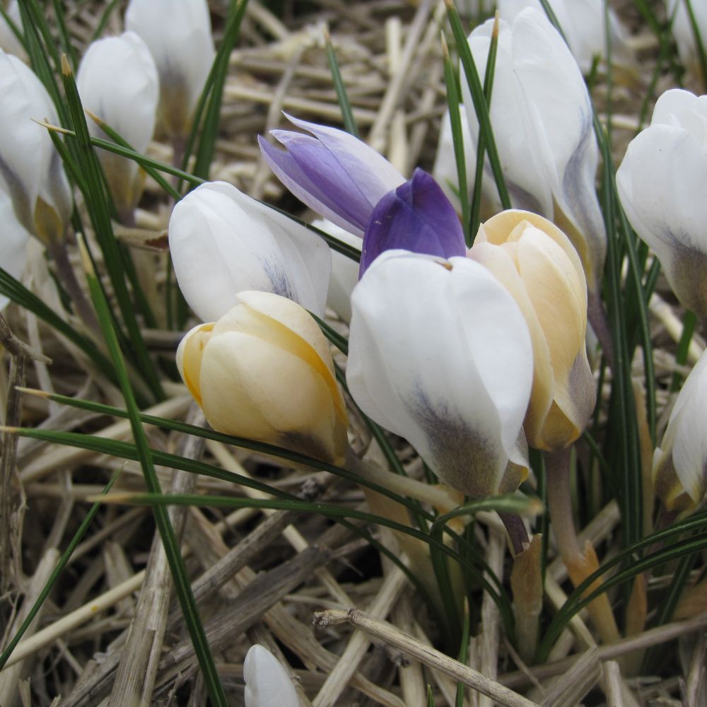 Blühende Botanische Krokusse in Weiß, Gelb und Violett im naturnahen Garten – bienenfreundliche Frühblüher aus ökologischem Anbau