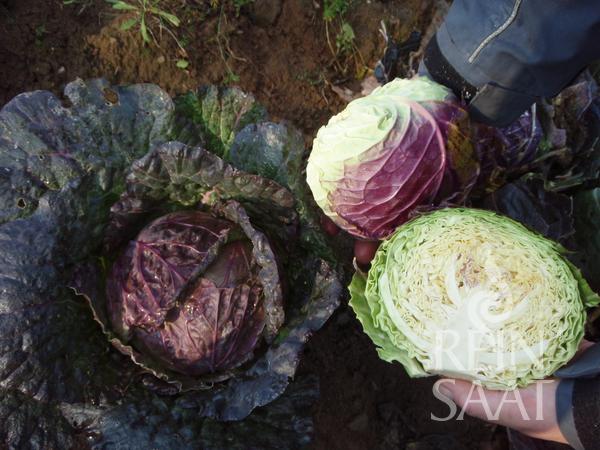 Wirsingkohl Violaceo di Verona frisch geerntet