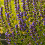 BIO Saatgut Ysop blaublühend