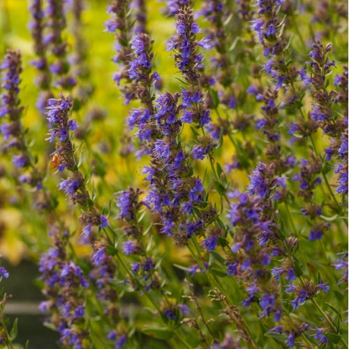 BIO Saatgut Ysop blaublühend
