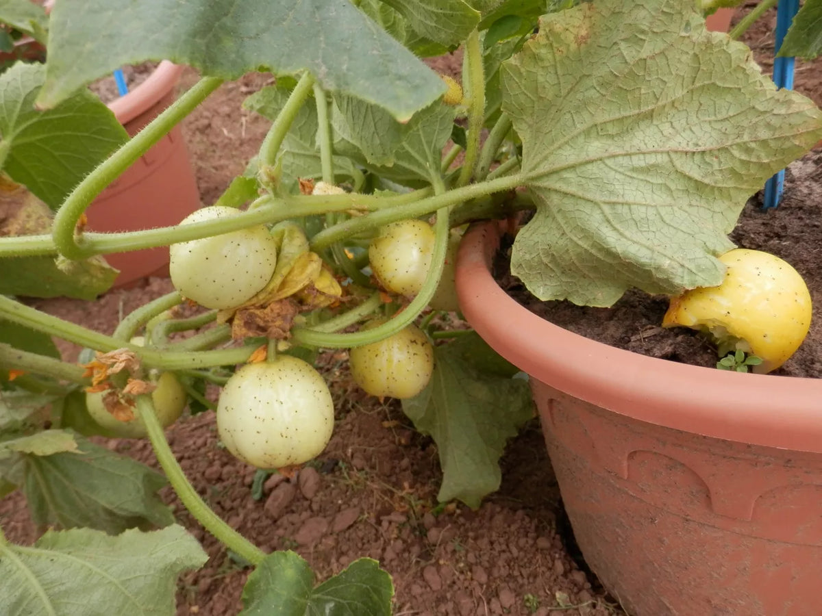 BIO Saatgut Zitronengurke Lemon – Biogartenladen