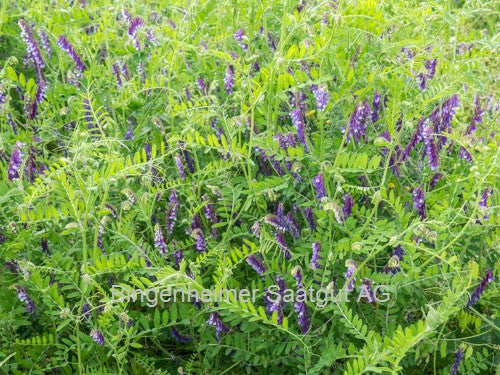 BIO Saatgut Gründüngung Zottelwicke
