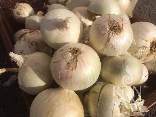 BIO Saatgut Zwiebelsamen Avalon