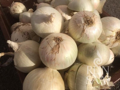 BIO Saatgut Zwiebelsamen Avalon