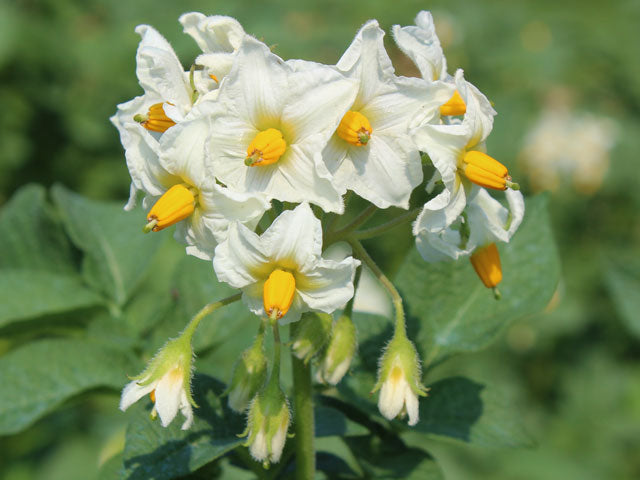 BIO Pflanzkartoffeln Agria Blüte