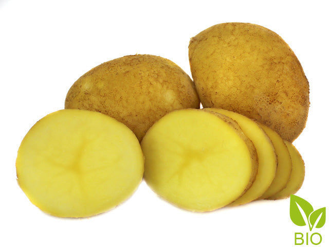 BIO Pflanzkartoffeln Agria
