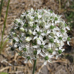 BIO Blumenzwiebel Allium Mount Everest