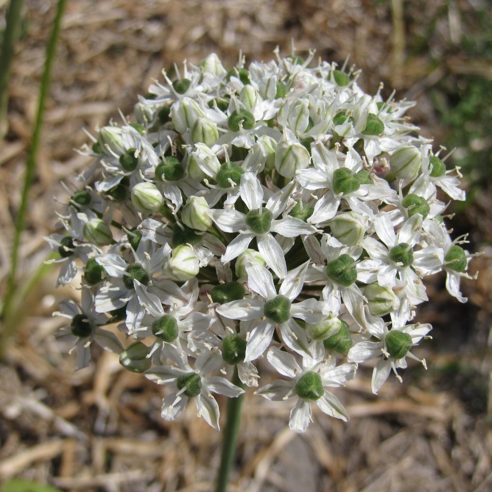 BIO Blumenzwiebel Allium Mount Everest