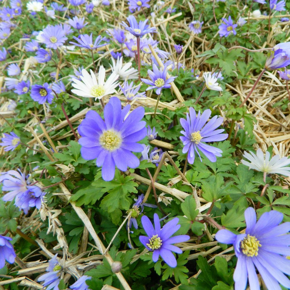 Blütenteppich aus Anemone blanda 'Blue Shades' unter Sträuchern in einem naturnahen Garten