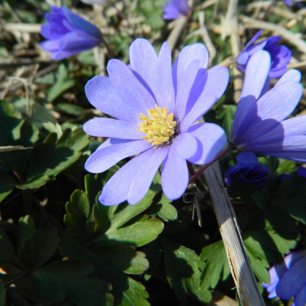 Nahaufnahme der leuchtend blauen Blüte von Anemone blanda 'Blue Shades' im Frühlingsbeet