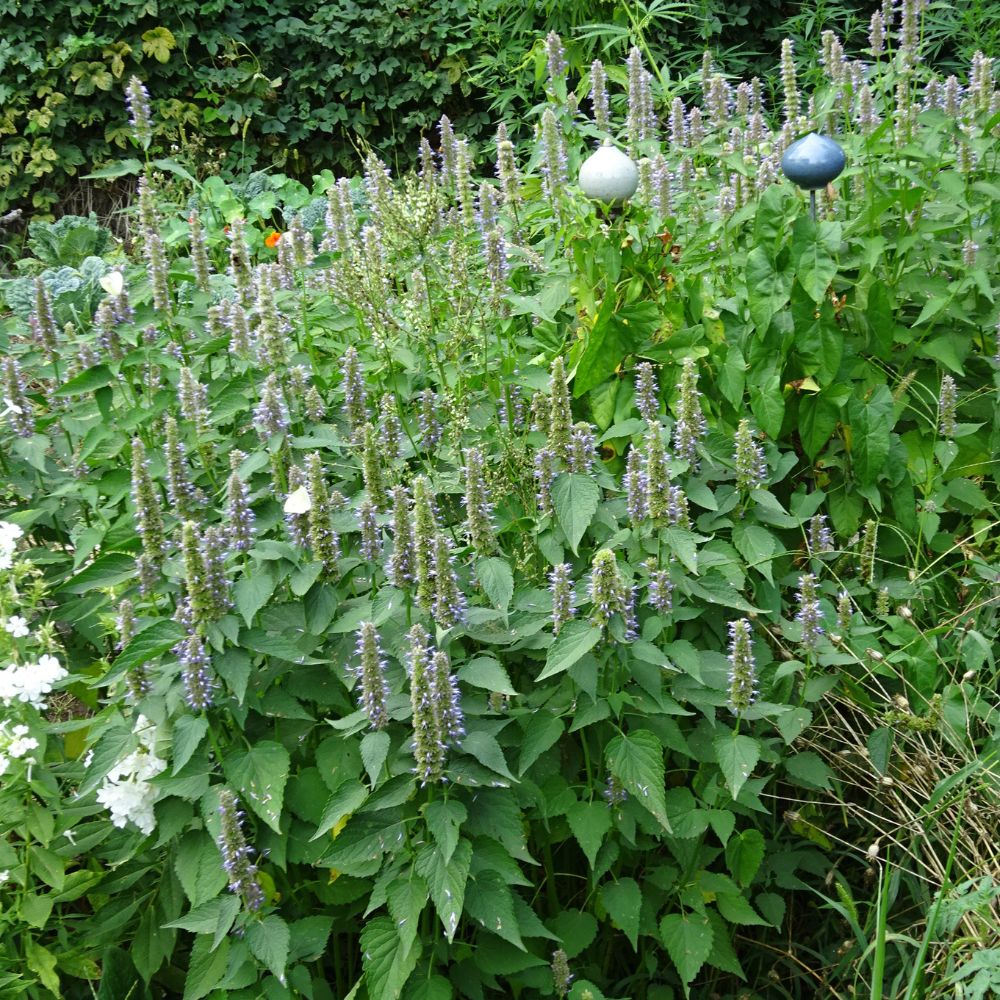 BIO Saatgut Anisysop