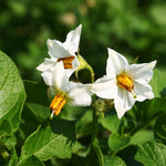 BIO Pflanzkartoffeln Annabelle Blüte