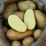 BIO Pflanzkartoffeln Annabelle 2,5 kg