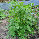 BIO Artemisia annua Saatgut – samenechter einjähriger Beifuß aus kontrolliert biologischem Anbau für Heilkräuter-Garten oder Balkon