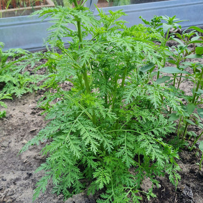 BIO Saatgut Artemisia annua