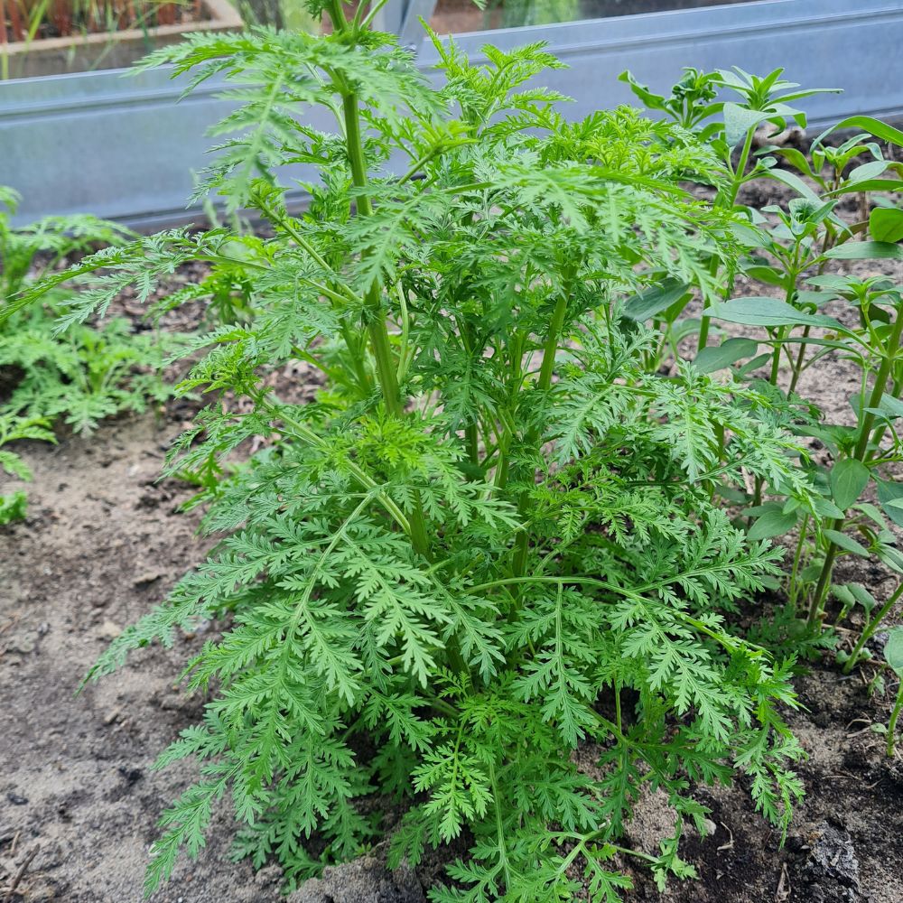 Saatgut-Set duftendes Kräuterbeet – Aromen und Farben für deinen Garten