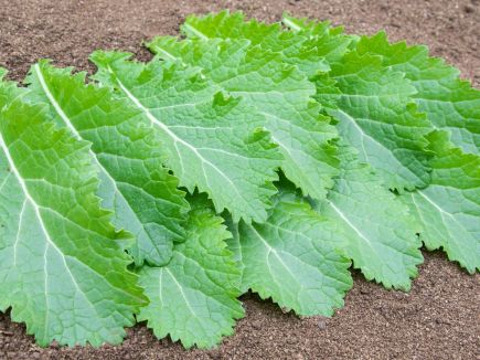 BIO Saatgut Asiasalat Green in Snow