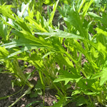 Asiasalat Mizuna biogartenladen