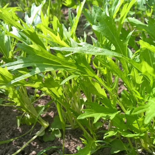 Asiasalat Mizuna biogartenladen