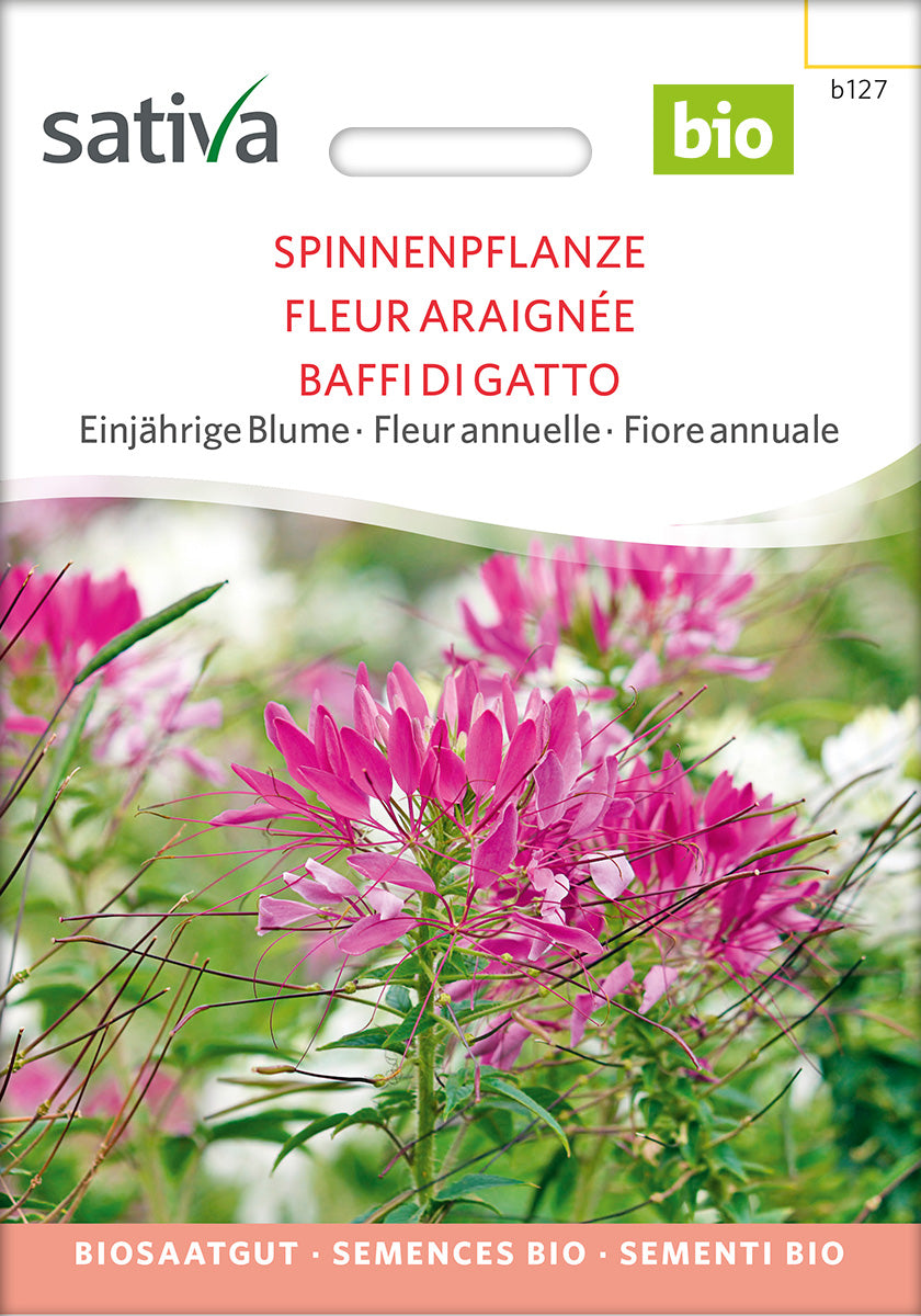 BIO Saatgut Spinnenblume