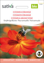 Leuchtend orangefarbene Blüten der Cosmea (Cosmos sulphureus) – einjährige, bienenfreundliche Sommerblume aus Demeter-Saatgut
