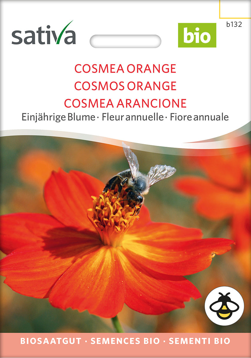 Leuchtend orangefarbene Blüten der Cosmea (Cosmos sulphureus) – einjährige, bienenfreundliche Sommerblume aus Demeter-Saatgut