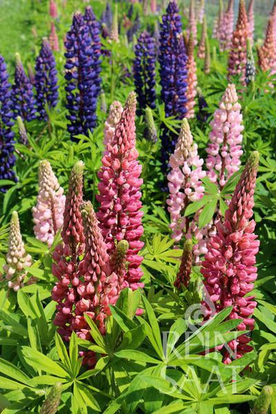 BIO Saatgut Bunte Lupine – Biogartenladen