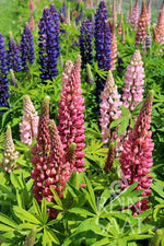 Lupinus polyphyllus. mehrjährig. Demeter-Qualität