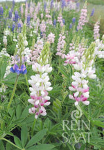 BIO Saatgut Zwerglupine (Lupinus nanus)