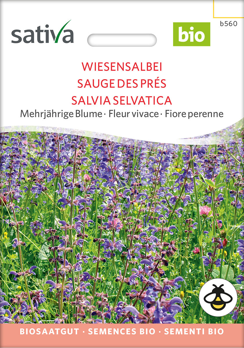 BIO Saatgut Wiesensalbei – Biogartenladen